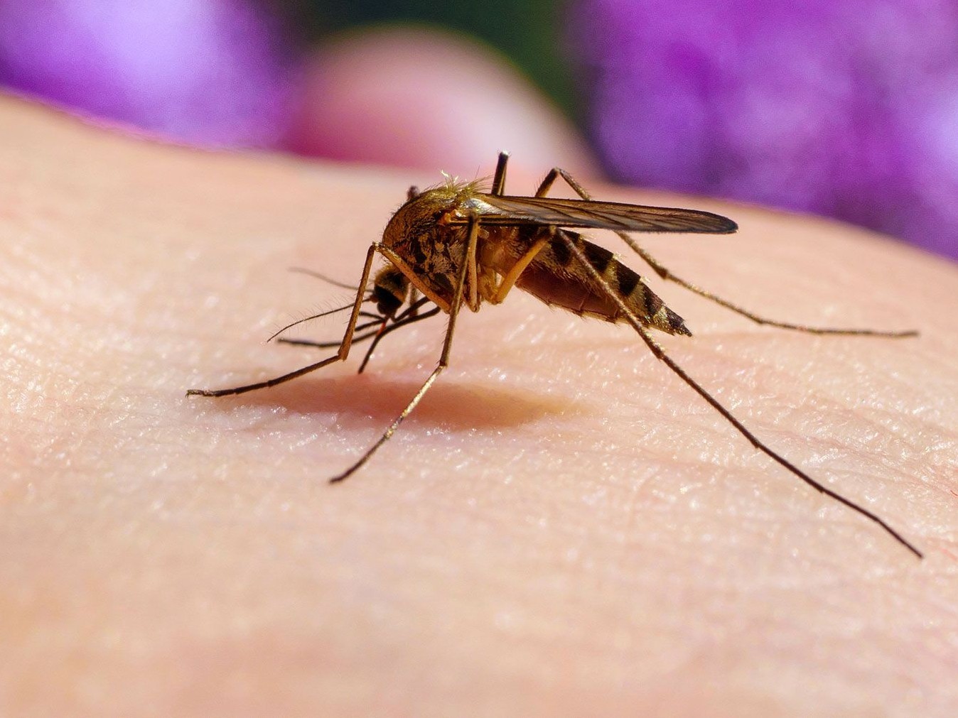 నరకం.. ఉప్పల్‌లో తగ్గని దోమల బెడద..!