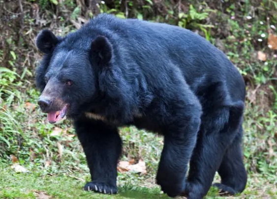 కాలేజీ బాత్‌రూమ్‌లో ఎలుగుబంటి ప్రత్యక్షం