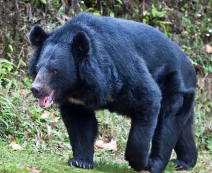 రాయదుర్గంలో హల్ చల్ చేసిన ఎలుగుబంటి