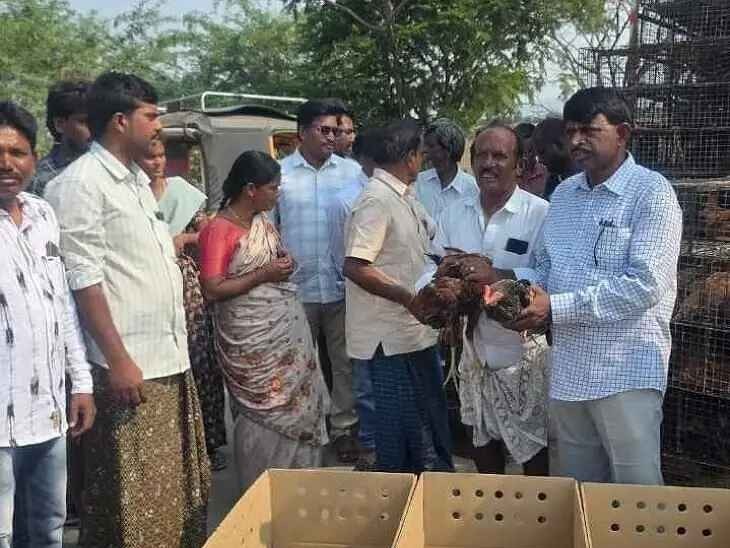 రేగడపల్లి సచివాలయంలో కోళ్లు పంపిణీ