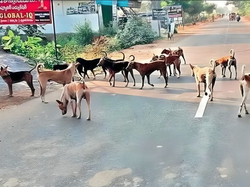 పరిగిలో విధి కుక్కల హాల్‌చల్