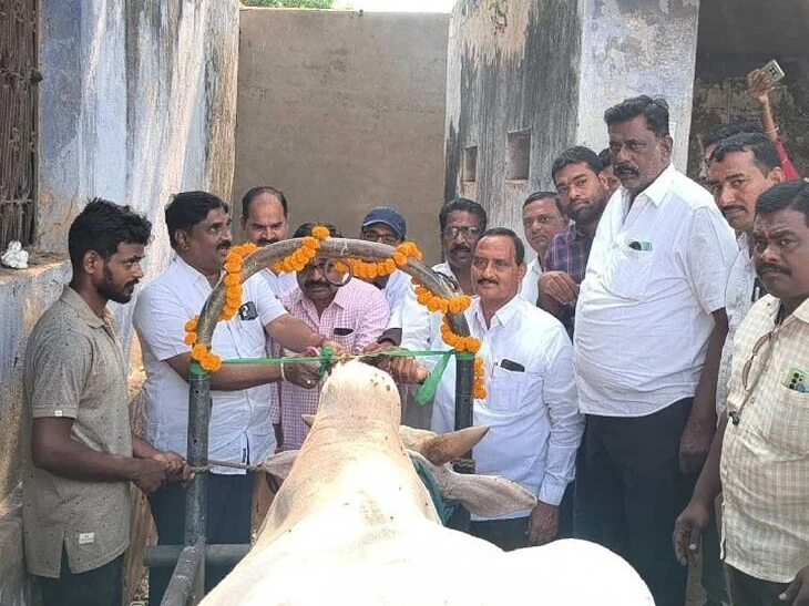 సంకిరేణిపల్లెలో ఉచిత పశువైద్య శిబిరం