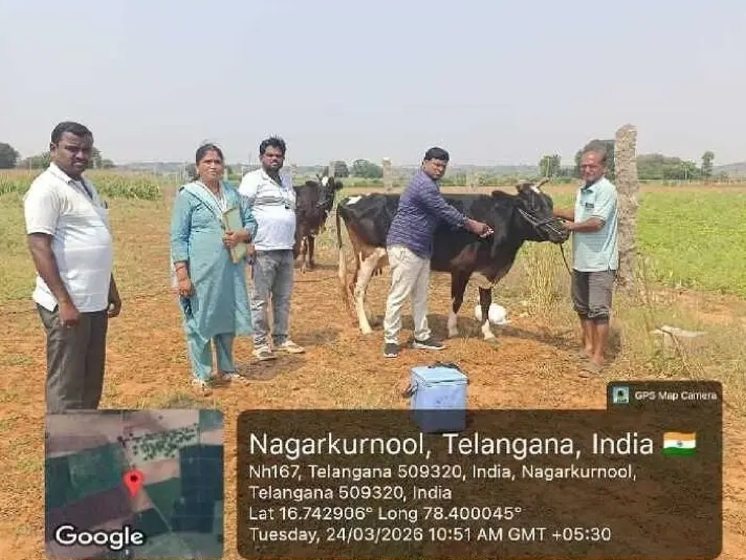 ముచర్లపల్లిలో పశువులకు గాలికుంటు టీకాలు