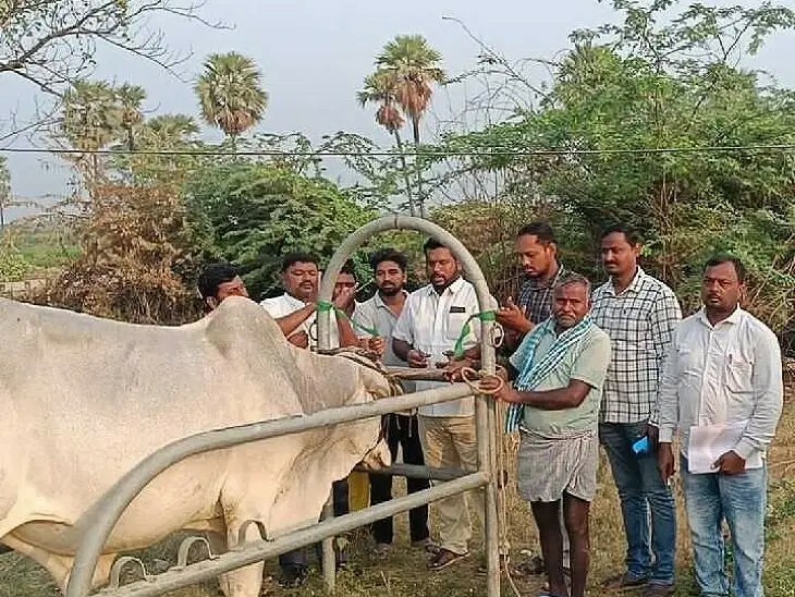 పశువులకు ఉచిత టీకాల పంపిణీ