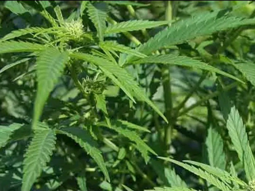 గంజాయి మొక్కల సాగు.. నిందితుడి అరెస్ట్