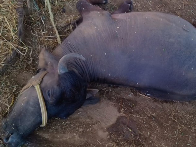 పిడుగుపాటుకు రెండు పాడి గేదెలు మృతి