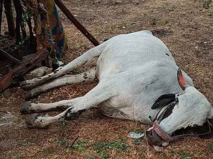 పిడుగు పాటుకు ఎద్దు మృతి!