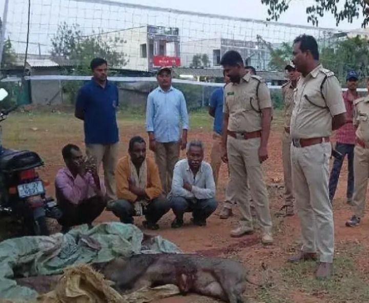 అడవి పందిని వేటాడిన ముగ్గురు అరెస్ట్