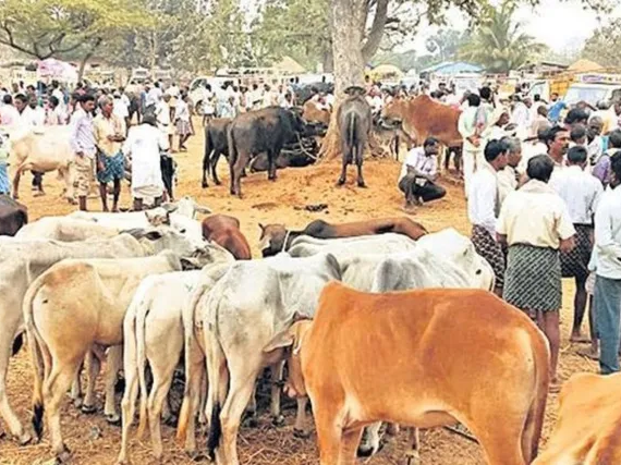 అతి పెద్ద పశువుల సంత.. నేడే వేలం