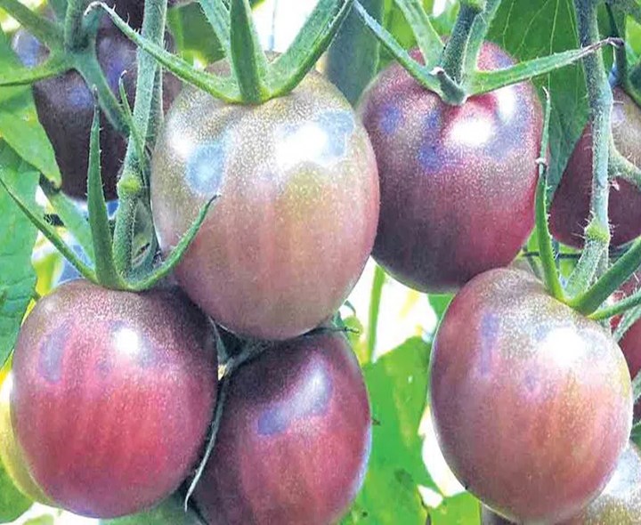 నల్ల టమోటాలు.. ఉపయోగాలు తెలుసా?