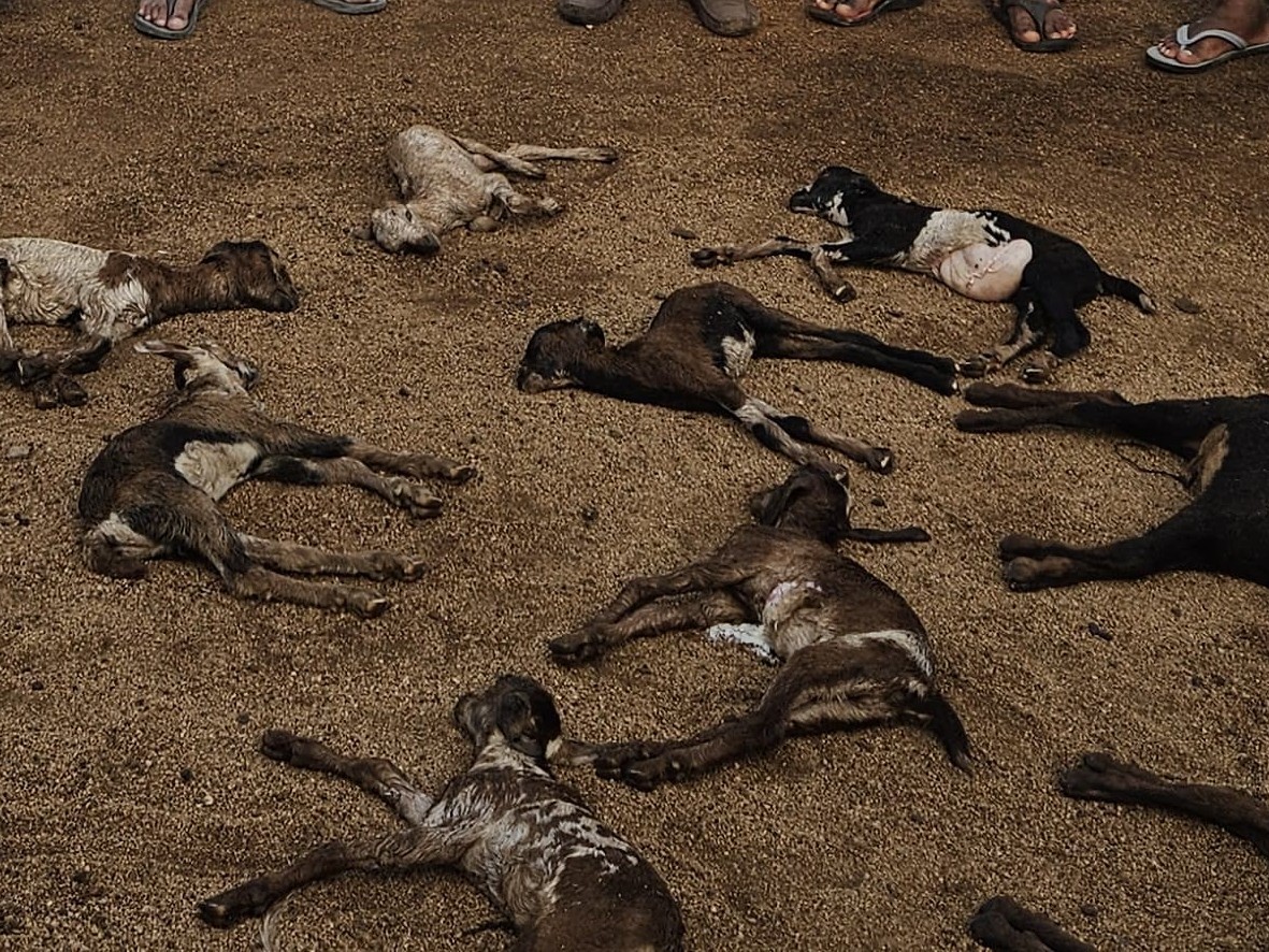 వీధి కుక్కల దాడిలో 12 మేక పిల్లల మృతి