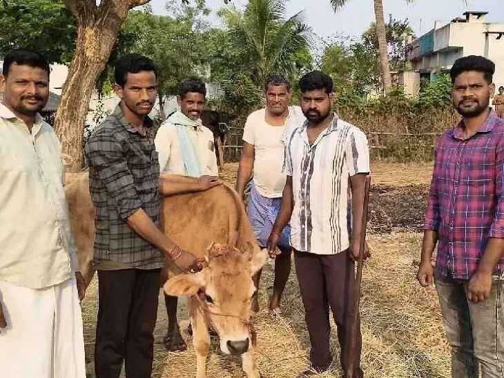 పశువులకు గాలికుంట వ్యాధి టీకాలపై  అవగాహన