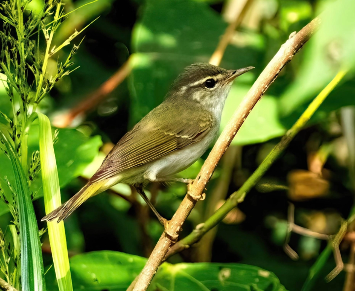 జపాన్‌లో 40 ఏళ్ల తర్వాత కొత్త పక్షి