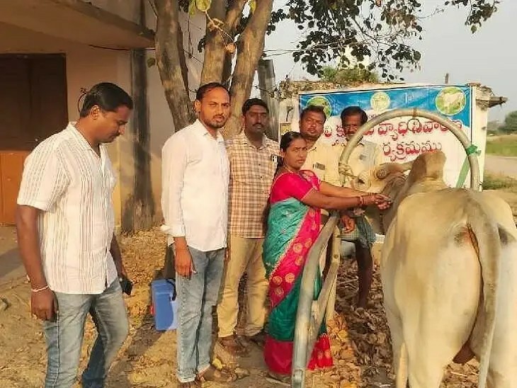 పశువులకు ఉచిత టీకాల కార్యక్రమం