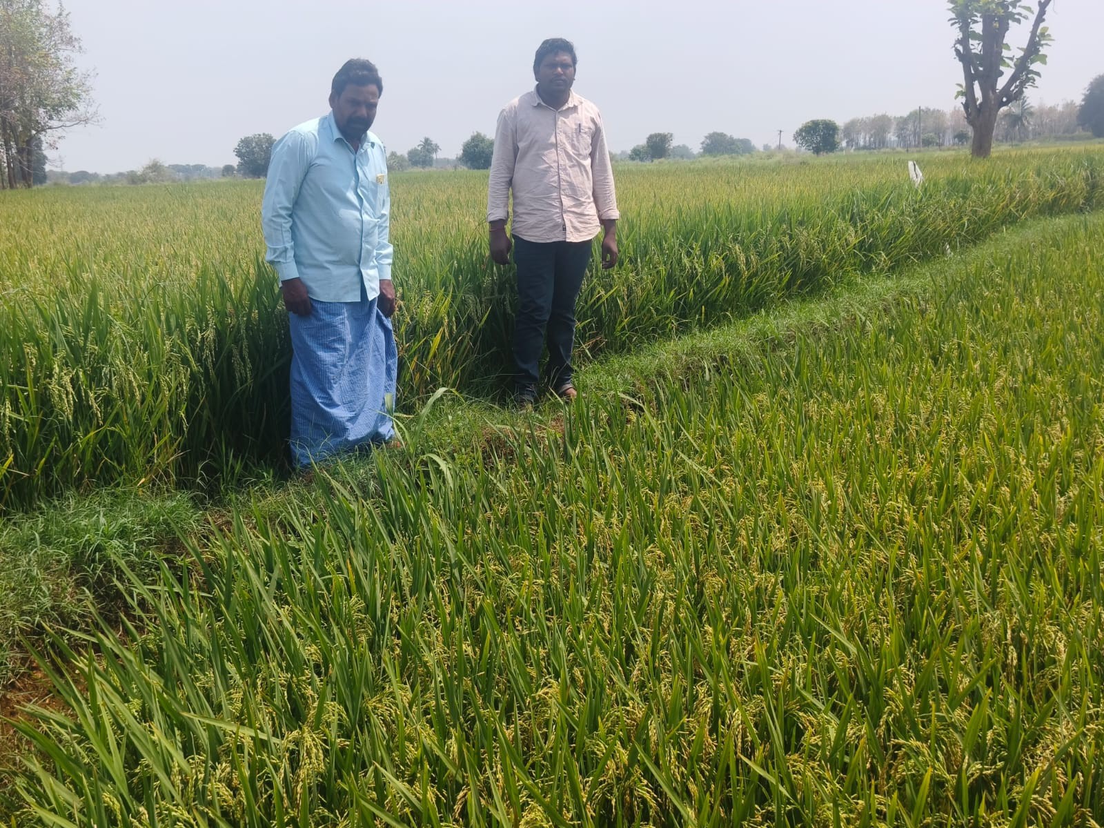 పంటలను పరిశీలించిన అధికారులు