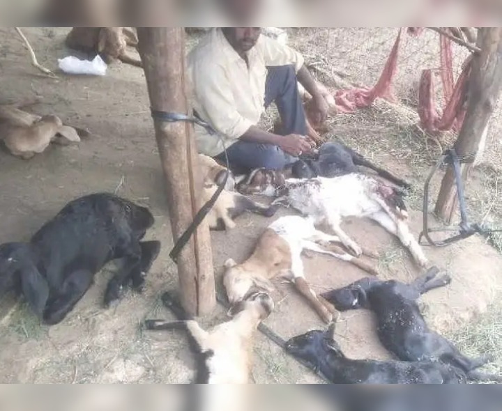 వీధి కుక్కల బీభత్సం.. మేక పిల్లలు బలి