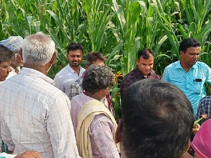 మొక్కజొన్న పంటలను పరిశీలన