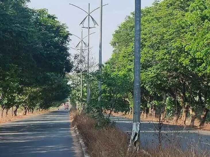 పచ్చని తోరణాలు.. చల్లని నీడలో వాహనదారులు