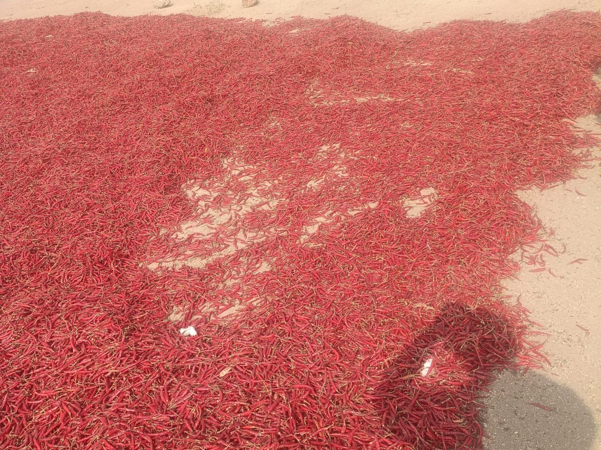 సుమారు రెండు క్వింటాల మిర్చి దొంగతనం