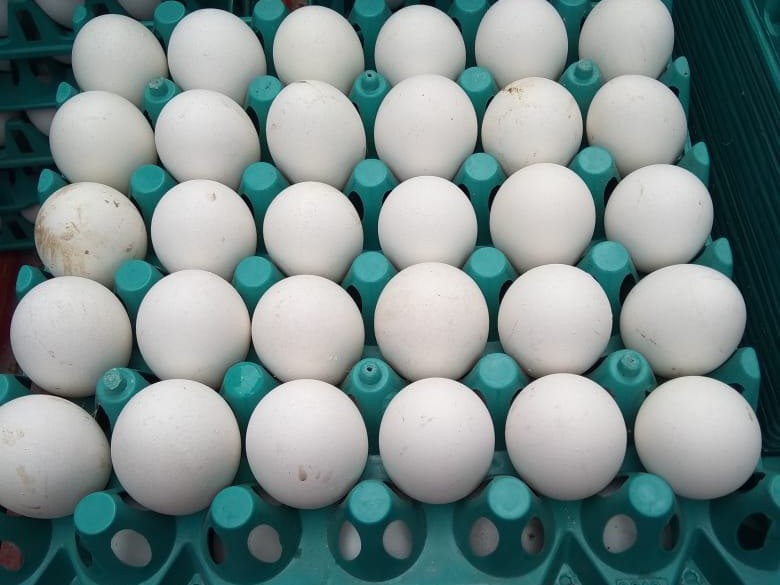 కోడిగుడ్డు ధర పతనం.. పౌల్ట్రీ ఆందోళన