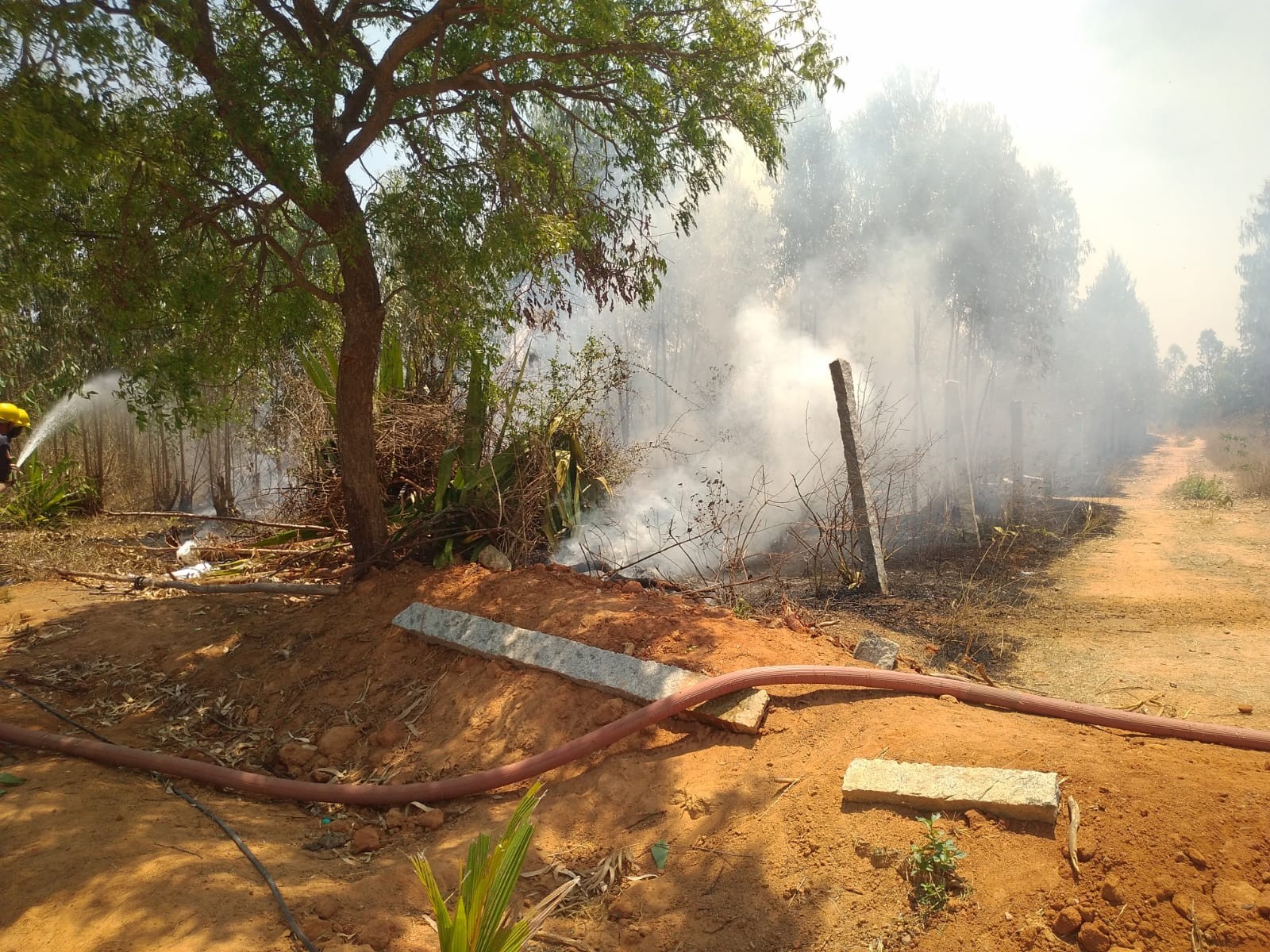 మామిడి తోటలో మంటలు