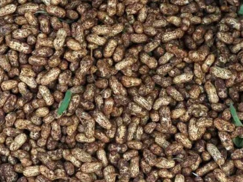 వరంగల్ మార్కెట్‌లో చిరుదాన్యాల ధరలు ఇలా..!