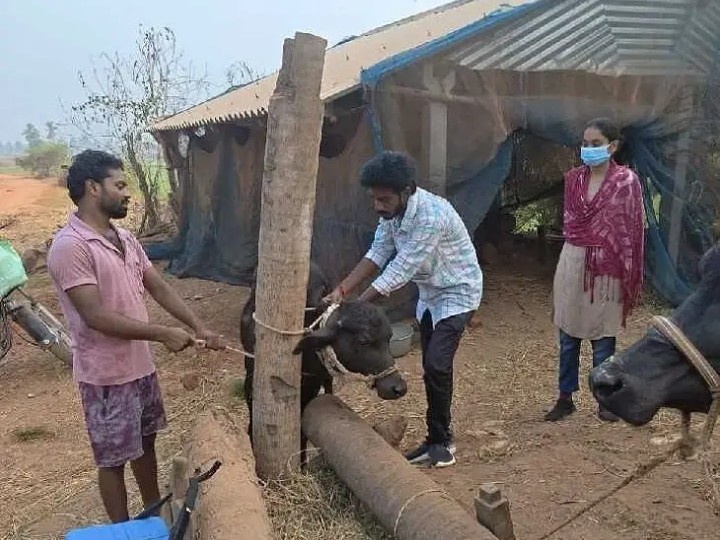 జల్లికొమ్మరలో గాలికుంటు వ్యాక్సిన్ కార్యక్రమం