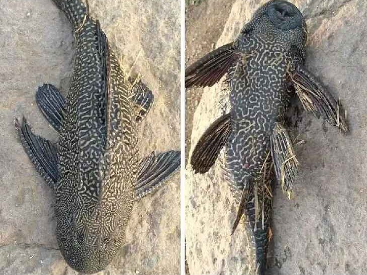 జాలర్లకు చిక్కిన అరుదైన వింత చేప