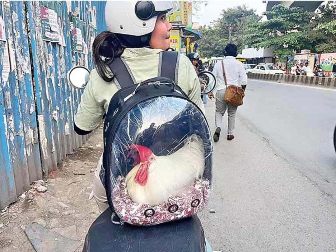 కోడితో ఎంబీఏ విద్యార్థిని షికారు.!