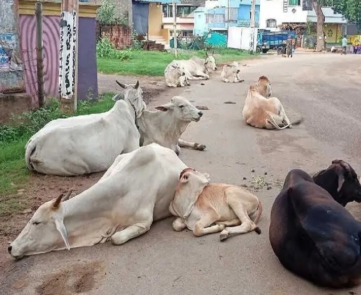 గొల్లప్రోలులో రోడ్లపై గోవుల సంచారం