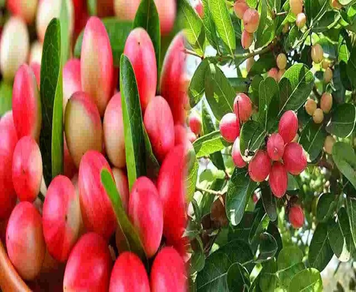 అడవి చెర్రీ వాక్కాయతో ఎన్నో ప్రయోజనాలు!