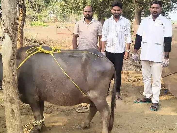 ఒక పాడి గేదె ప్రాణాలను కాపాడిన 1962 సిబ్బంది
