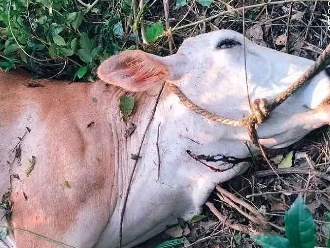 గంటల వ్యవధిలో 4 దూడలు బలి