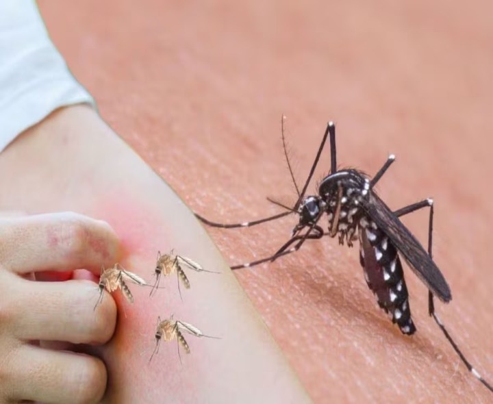 వర్షం దెబ్బకు.. కాస్త తగ్గిన దోమలు