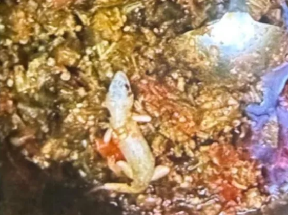 హాస్టల్ భోజనంలో బల్లి.. విద్యార్థులు ఆందోళన