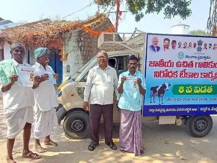 పశువులకు గాలికుంటు టీకాలు తప్పనిసరి