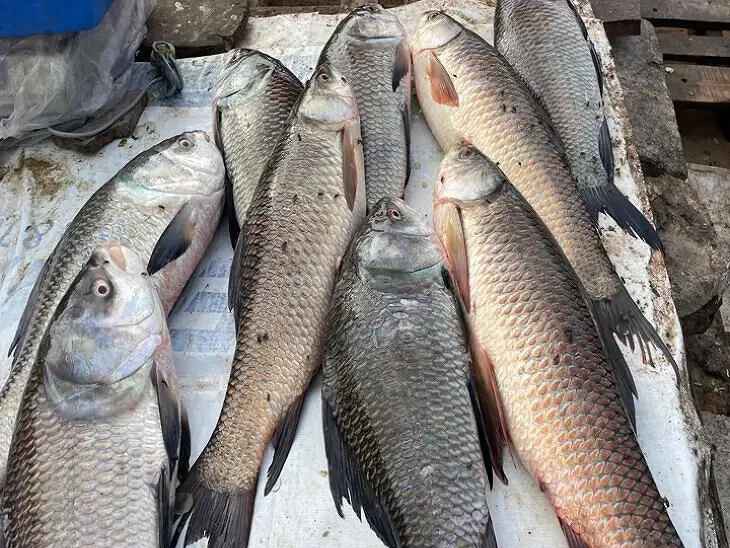 సీతానగరం మార్కెట్‌లో ఆవ చేపలు సందడి