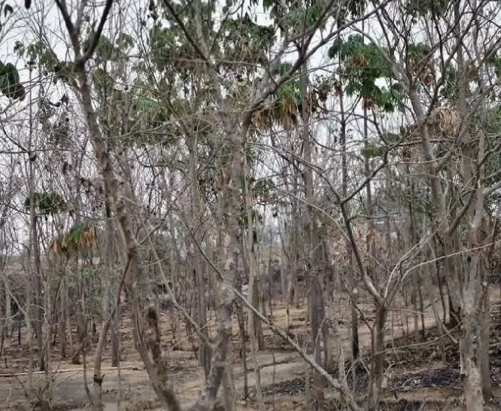 నీరు లేక ఎండిపోతున్న ప్రకృతి వనం