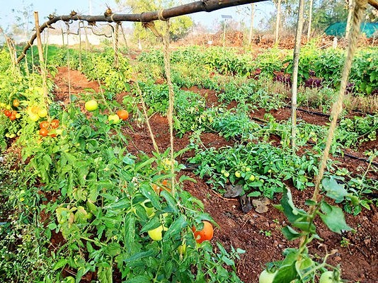 కూరగాయల రైతులకు కిసాన్ ఐడి కార్డులు