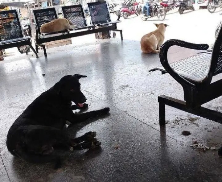 మార్టేరులో వీధి కుక్కల స్వైరవిహారం