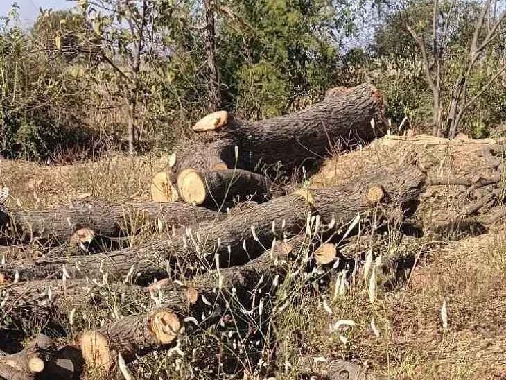 గ్రామాల్లో అక్రమంగా చెట్ల నరికివేతపై ఆందోళన