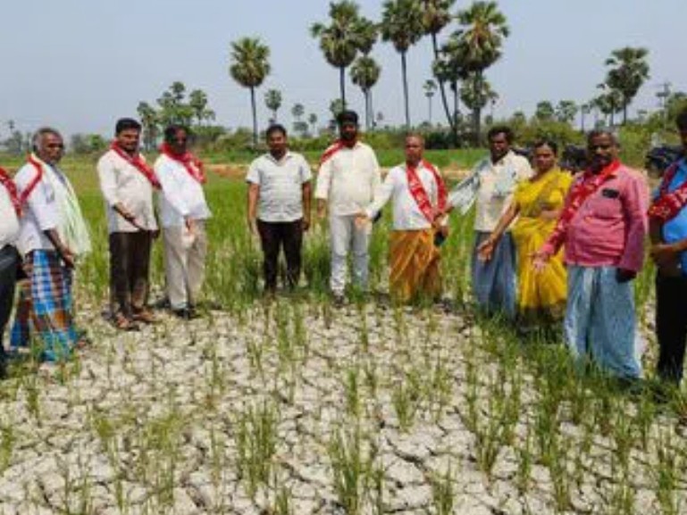 జెకేసారంలో ఎండిన పంటలు..