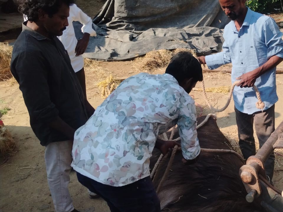 పశువుల డాక్టర్ నిర్లక్ష్యం.. గేదే మృతి