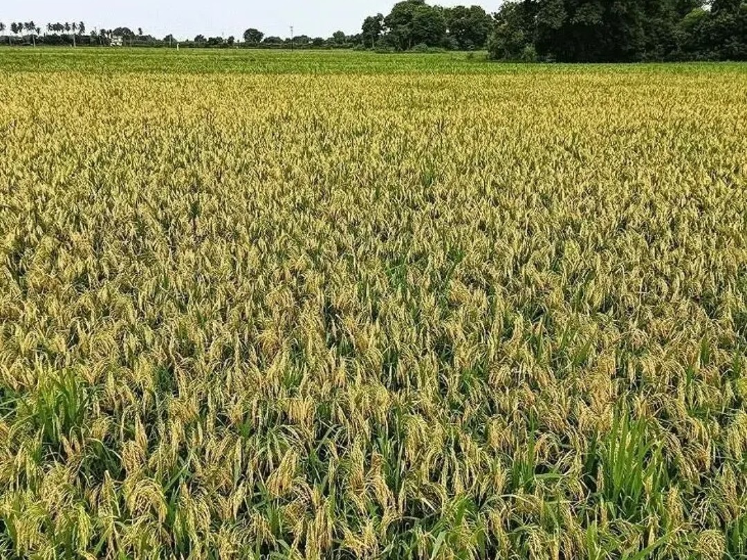 తిరుపతి జిల్లా బియ్యం… దళారుల మధ్యవర్తిత్వం..!