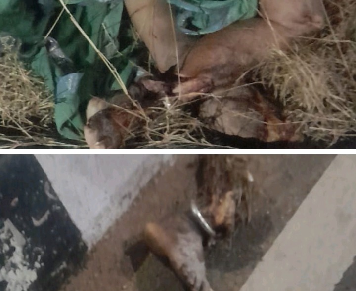 రోడ్డు ప్రమాదం.. ముక్కలైన వృద్ధురాలు శరీరం