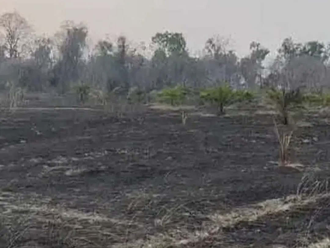 అగ్నిప్రమాదం.. పామాయిల్ తోట దగ్ధం