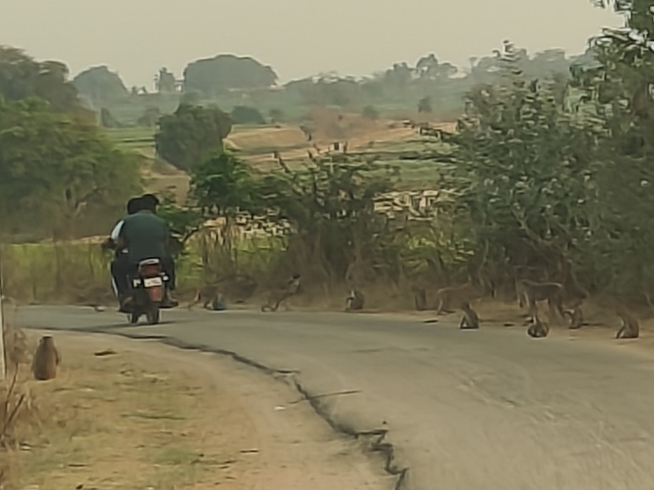 ప్రగతి ధర్మారంలో వానర సైన్యం హల్‌చల్..!