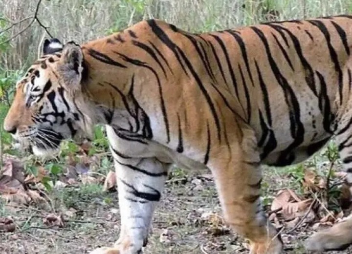 కాకినాడ నుంచి పోలవరానికి మళ్ళిన పెద్దపులి