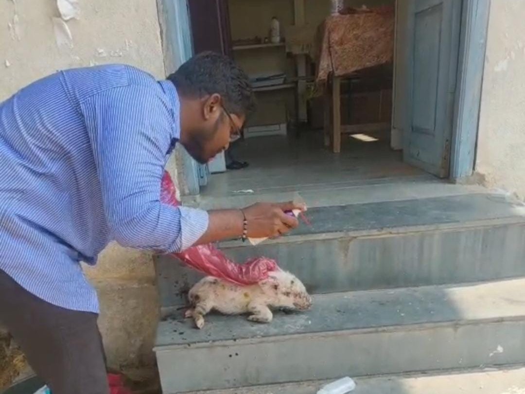 కుక్కల దాడిలో గాయపడ్డ పంది పిల్లకు చికిత్స
