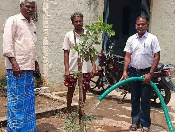 నర్సరీ మొక్కల కోసం ప్రత్యేక జాగ్రత్తలు